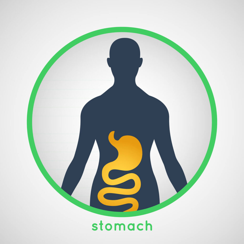 stomach diagram in a human body