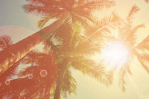 coconut trees under sunlight