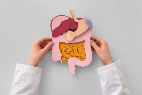 Physician holding a model of a digestive system