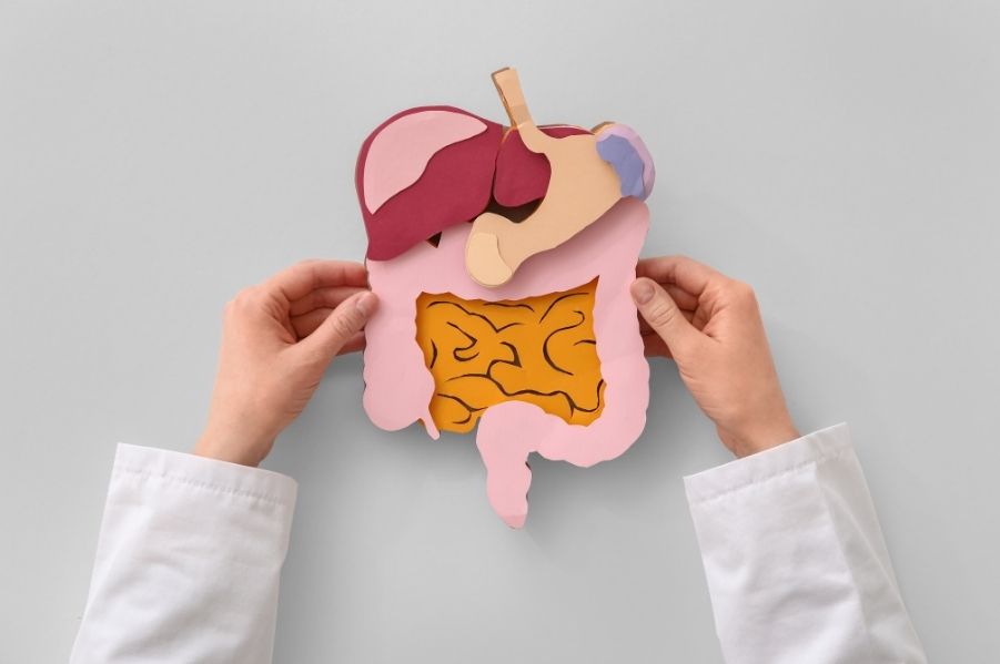 Physician holding a model of a digestive system