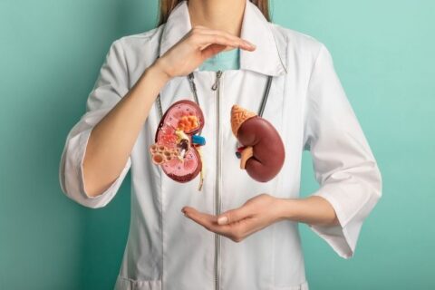 Doctor showing kidney organ model