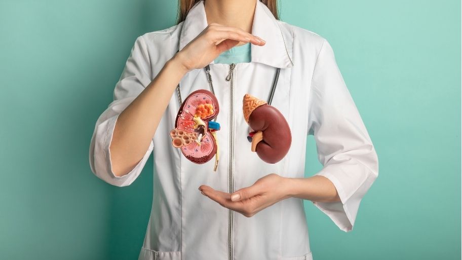 Doctor showing kidney organ model