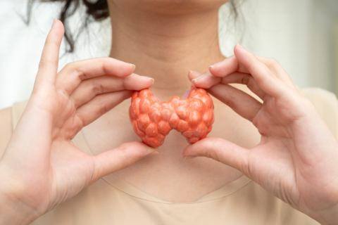 Woman holding a model of a thyroid gland hear throat